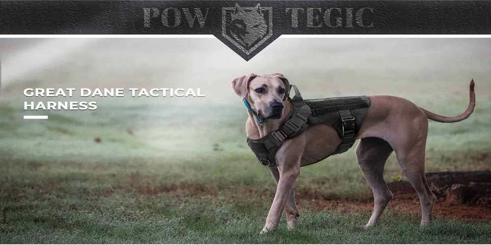 The Complete Guide to Choosing the Right Harness for Your Great Dane